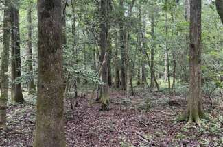 130 Acres White Oak River Rd. Onslow County